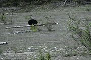 43 - Banff to Icefields - IMG_0963